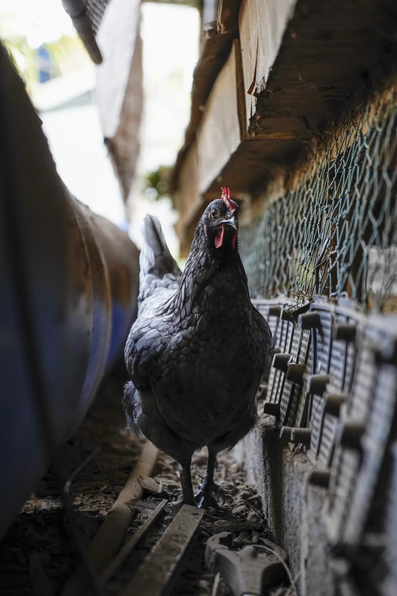 Chickens in a naturally ventilated farm shelter